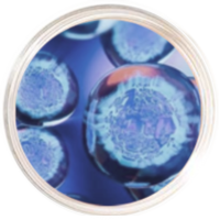 Chiết xuất lá Ô-liu HIF-1 Stem