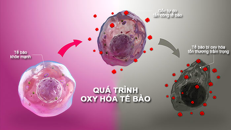 Tế bào bị oxy hoá